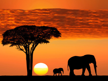 Elephant mother and calf walking during a sunset on the Serengeti, Tanzania Africa