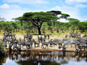 Thirsty zebras at watering hole Tanzania, Africa