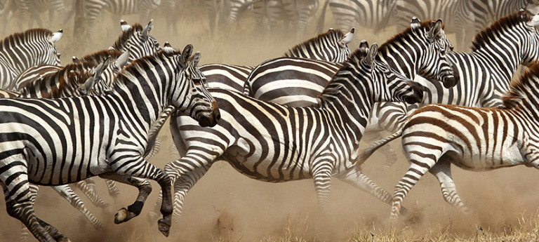 A herd of zebras running in Serengeti National Park, Tanzania Africa