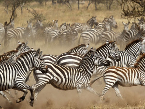 A herd of zebras running in Serengeti National Park, Tanzania Africa