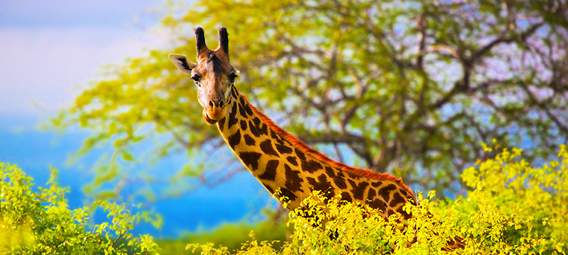 Giraffes head stands out high above bushes in Tanzania, Africa