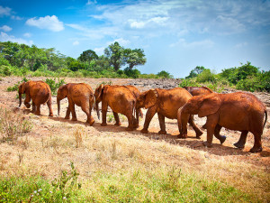 Herd of Baby Elephants after a red mud wash Tanzania, Africa