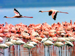 Pink Flamingos flying over Lake Manyara Tanzania, Africa
