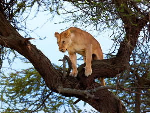 Lioness perched in a tree on the Serengeti, Tanzania Africa