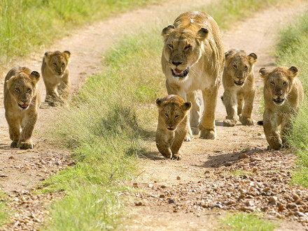 Lioness walking her cubs through the Serengeti, Africa
