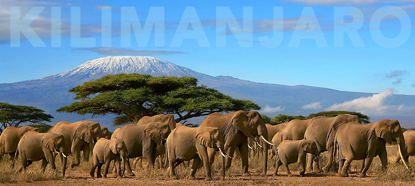 Elephant herd walking near Mt Kilimanjaro, Tanzania Africa