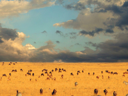 Zebras and Wildebeest during the great migration of the Serengeti in Tanzania, Africa
