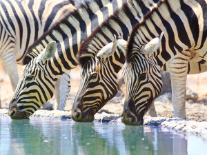 Three zebras drinking from water hole Tanzania, Africa