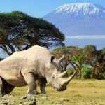 White Rhino in front of Mt Kilimanjaro, Tanzania Africa