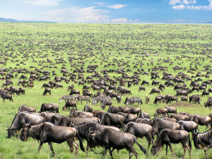 Wildebeest and zebras migrate across the Serengeti Tanzania, Africa