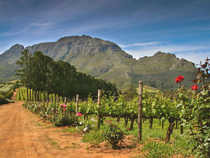 The lush Cape Winelands Vineyards South Africa